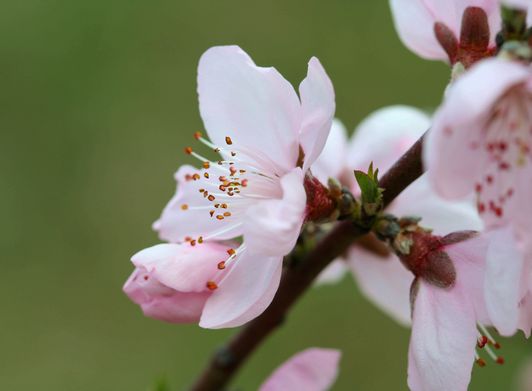 桃の花_c0100214_2039392.jpg