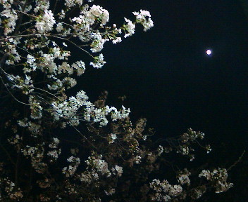 月夜と夜桜☆　次なる舞台へと一緒に旅しよう♪_b0032617_02096.jpg