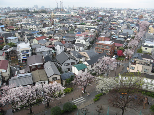 Cherry blossom in Setagaya_c0008520_9363957.jpg