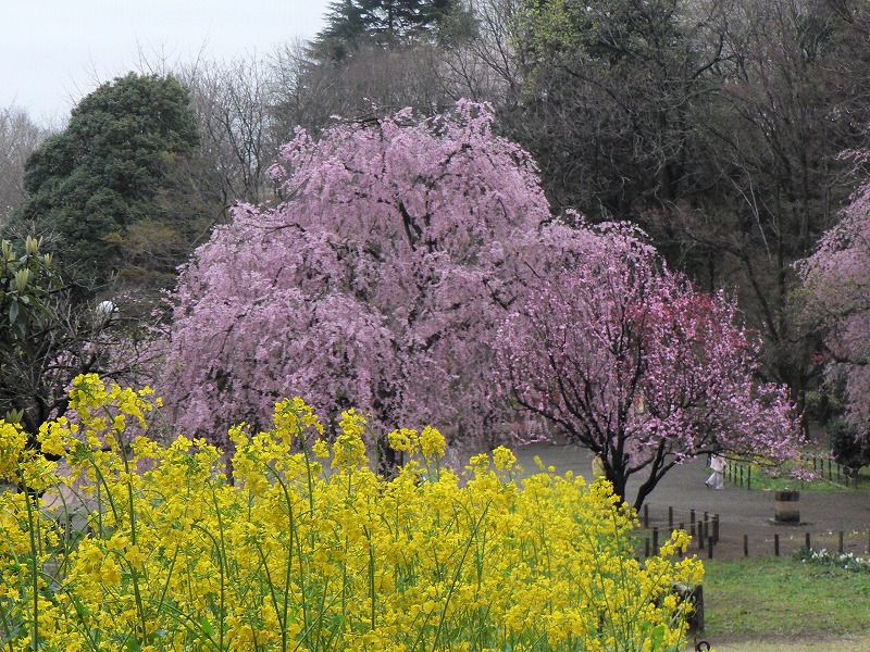 桜のはしご（その1）_c0044021_22555223.jpg