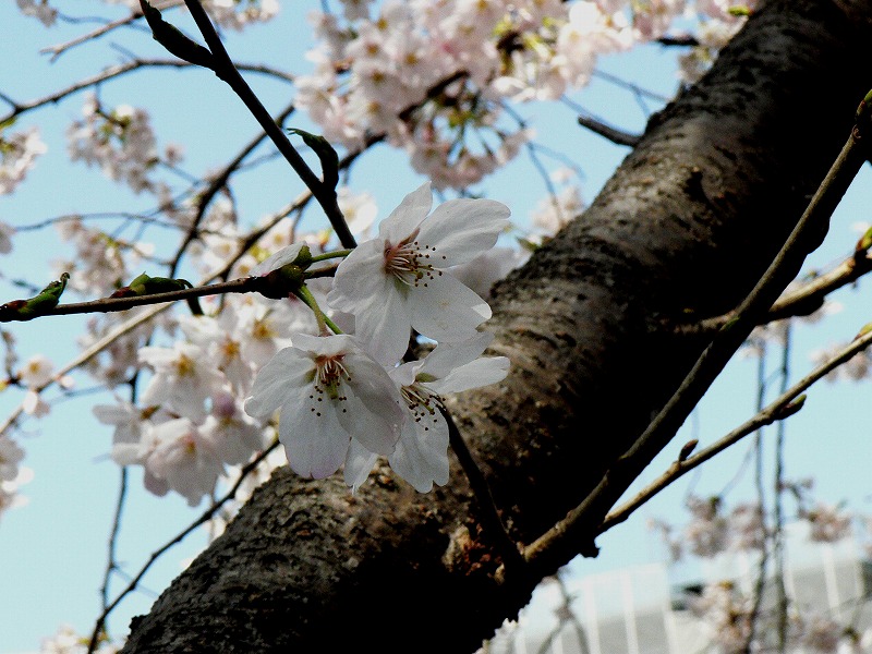 桜のはしご（その1）_c0044021_22574738.jpg