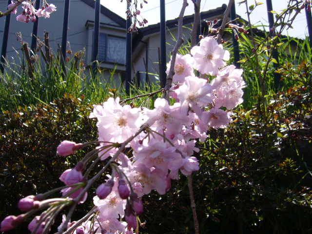 d0000324_144431.jpg