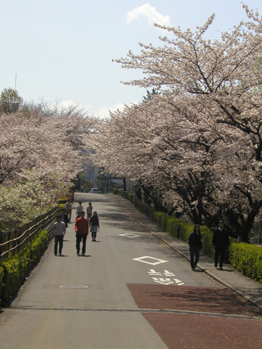 桜・満開_d0057925_1351206.jpg