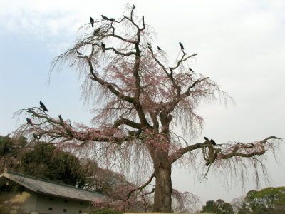 今年も桜開花偵察へ♪_f0054428_2356775.jpg