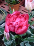 c0073332_9355914.jpg