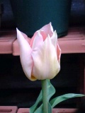 c0073332_9361218.jpg