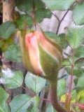c0073332_949263.jpg