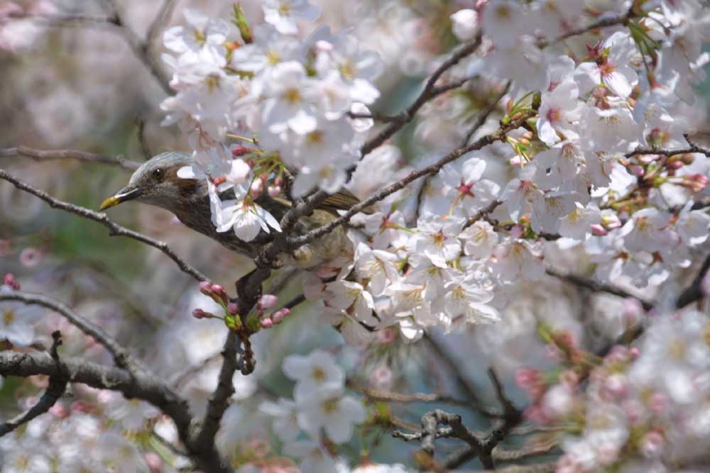 桜の季節_e0108233_13332919.jpg