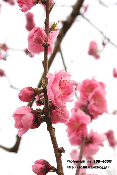 《花》　中川やしおフラワーパーク　その3（花桃）_c0080036_21391393.jpg