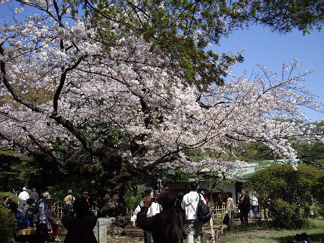 六義園の枝垂れ桜_e0100044_20244929.jpg