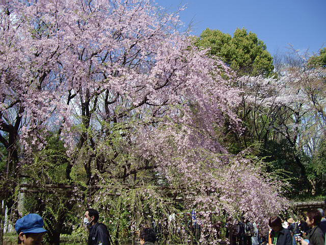 六義園の枝垂れ桜_e0100044_20252662.jpg