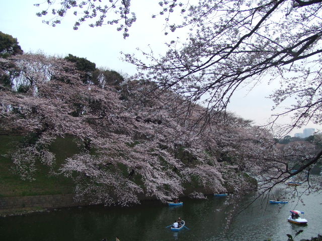 桜満開。_c0071545_14395785.jpg