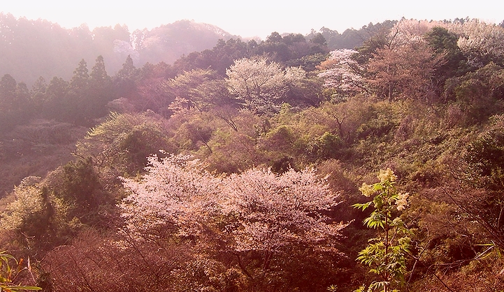 裏山の山桜満開_e0110145_622283.jpg