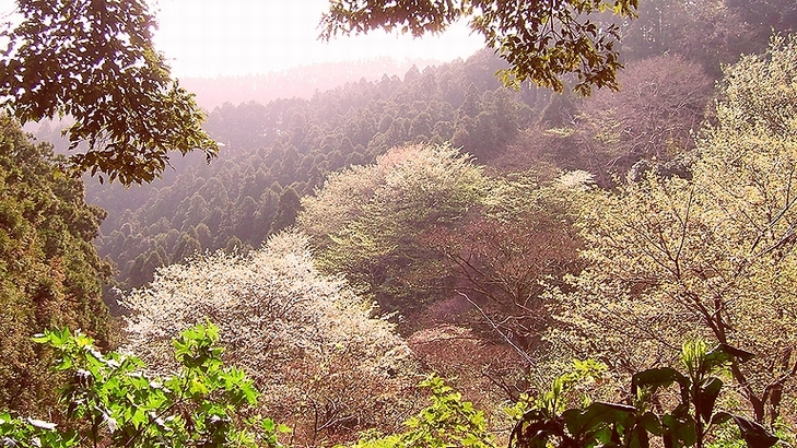 裏山の山桜満開_e0110145_6242430.jpg