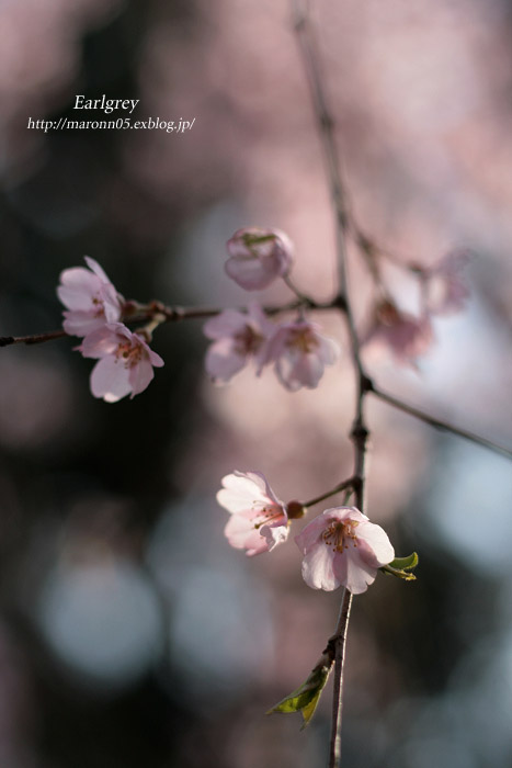 奈良一番桜　氷室神社（3）_f0019849_211423.jpg