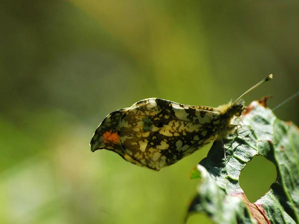 c0045352_1746308.jpg