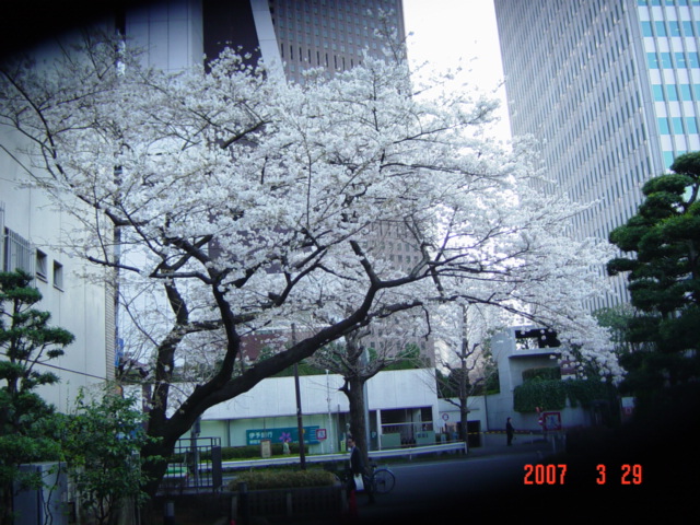 桜とミキティ…_b0093660_1204584.jpg
