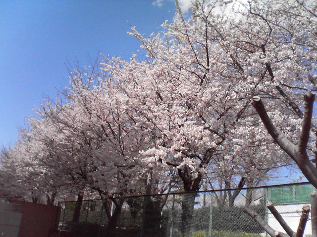 桜満開♪_b0093660_21113052.jpg