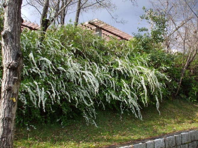 d0063263_1123599.jpg