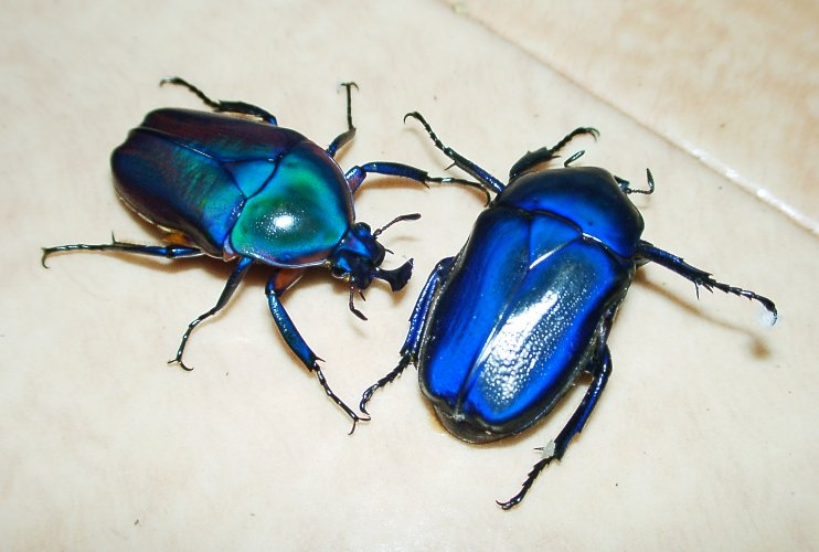 Jewelry Beetle_f0134165_2285289.jpg