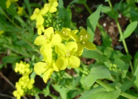 カブの花 暗川