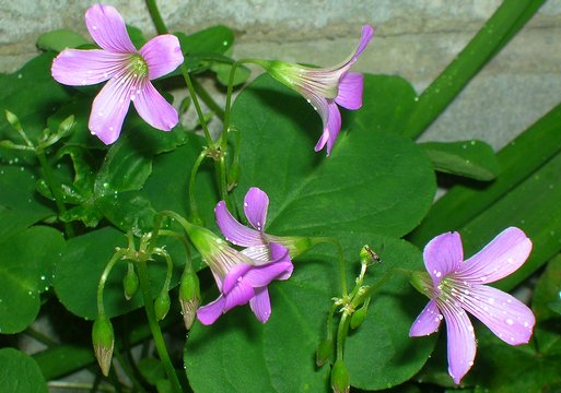 カタバミ と オキザリス　～　雑草 と 園芸種_f0030970_17432876.jpg