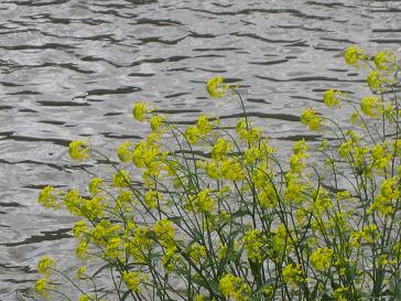 ふろく・・・その６２　猿渡川ウォッチング・菜の花咲く風景_b0105374_1335318.jpg