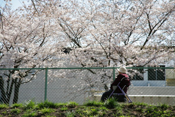 SAKURA_a0027275_18445242.jpg