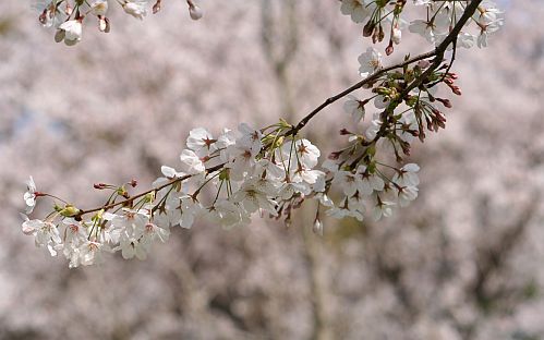 桜がキレイですよ～_f0058277_20305255.jpg