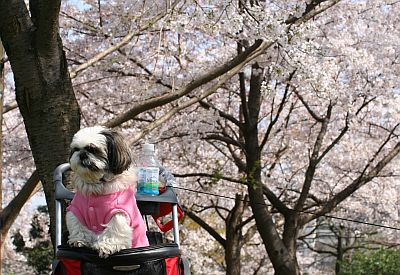 桜がキレイですよ～_f0058277_2032428.jpg