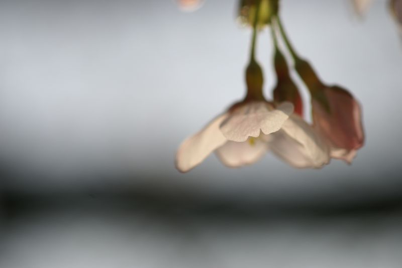 桜・桜・桜　－光の結晶ー_d0079278_2104967.jpg