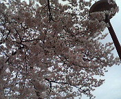 c0081883_20585097.jpg