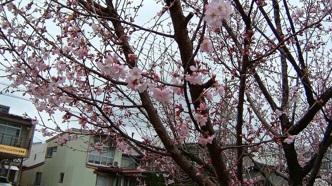 儀明川の桜咲く！_e0065084_2165417.jpg