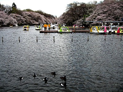 満開，過ぎていました．．_b0055196_18131314.jpg