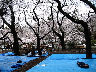 満開，過ぎていました．．_b0055196_18133687.jpg