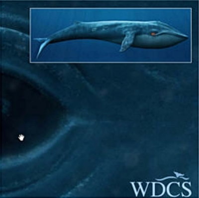 Whale - WDCS_f0089299_2157654.jpg