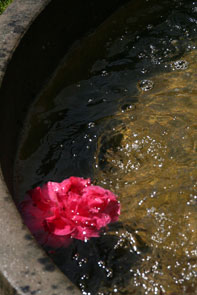 a0062203_827374.jpg