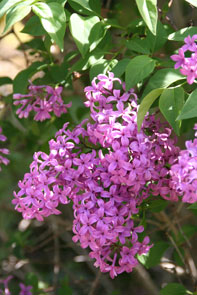 a0062203_8275669.jpg