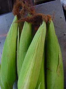 Corn_a0079306_1813977.jpg