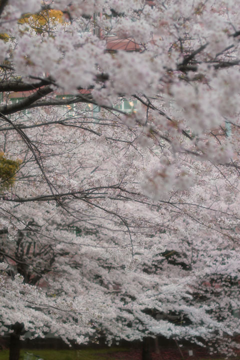 桜咲く_a0082007_23101795.jpg