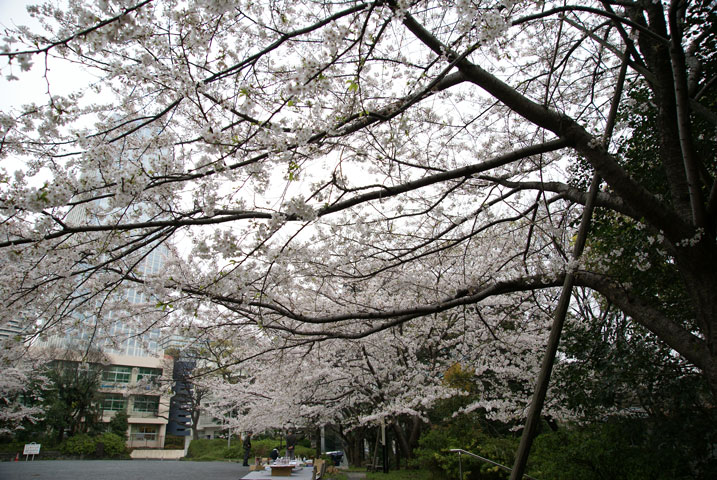 桜咲く_a0082007_23111810.jpg