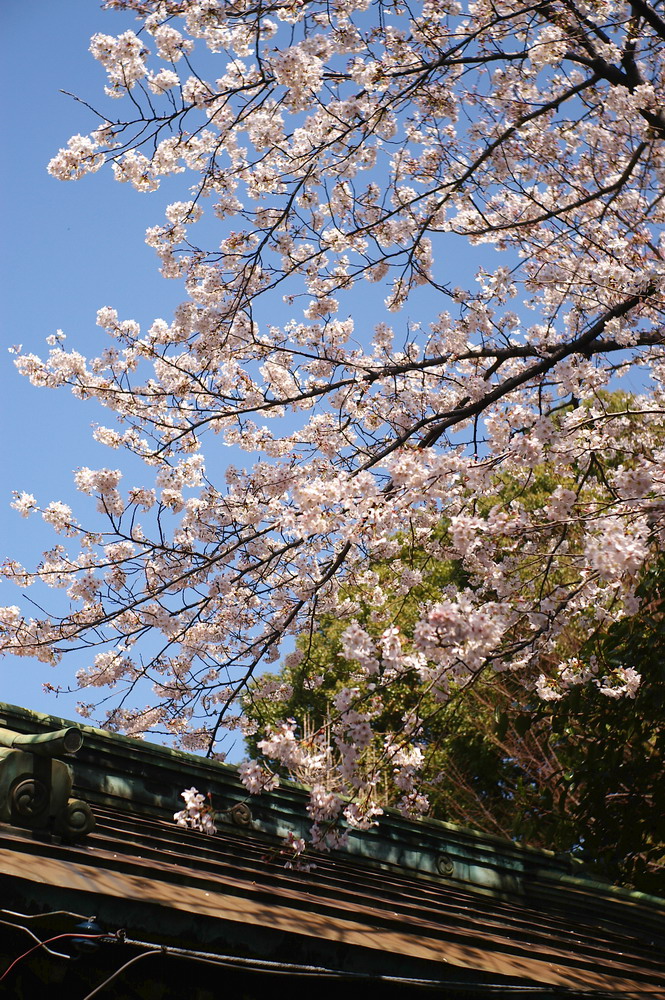 京都の桜はどうなんだろう..._f0071708_23554276.jpg