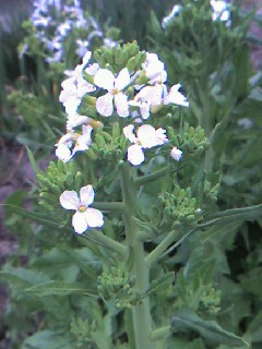 じゃが芋植えました！_e0115712_1724581.jpg