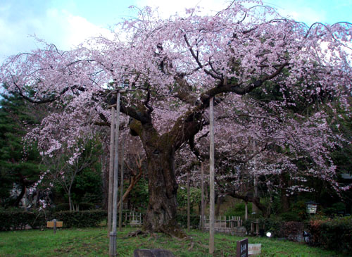京都 円山公園_e0048413_16132331.jpg