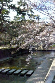 ツーリングが流れて、桜の下見_e0083517_0462782.jpg