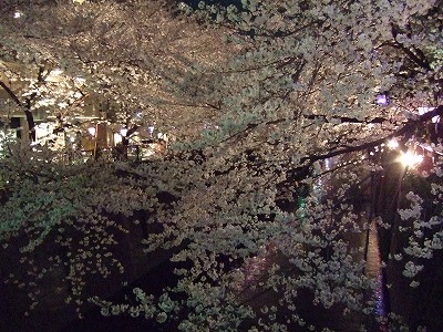 3月30日 夜桜おデート_d0023323_2335227.jpg
