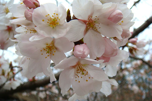 f0007926_11293773.jpg