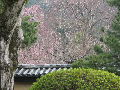 今年も桜開花偵察へ♪_f0054428_074113.jpg