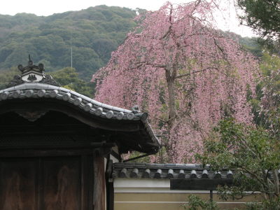 今年も桜開花偵察へ♪_f0054428_08193.jpg