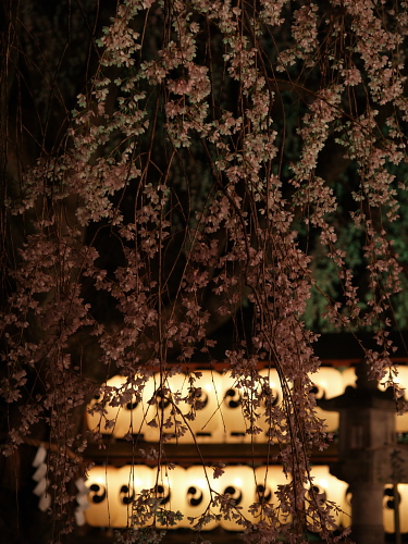 桜便り2007～京都･大石神社～(3/30)_e0080133_016222.jpg